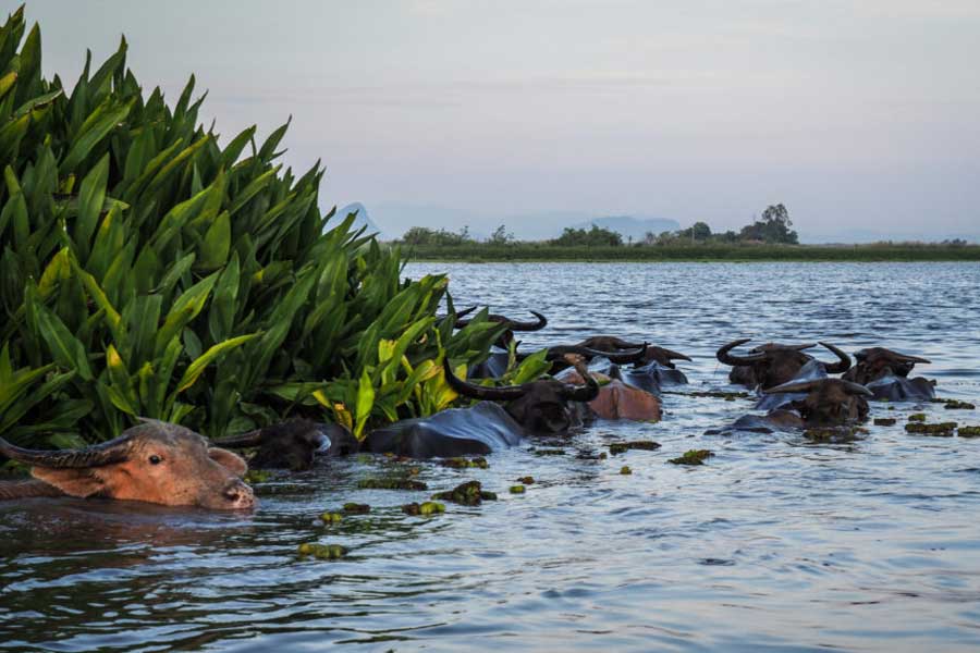 Il Parco degli uccelli acquatici Thale Noi