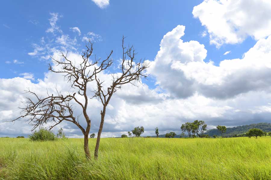 La bellezza del Thung Salaeng al primavera