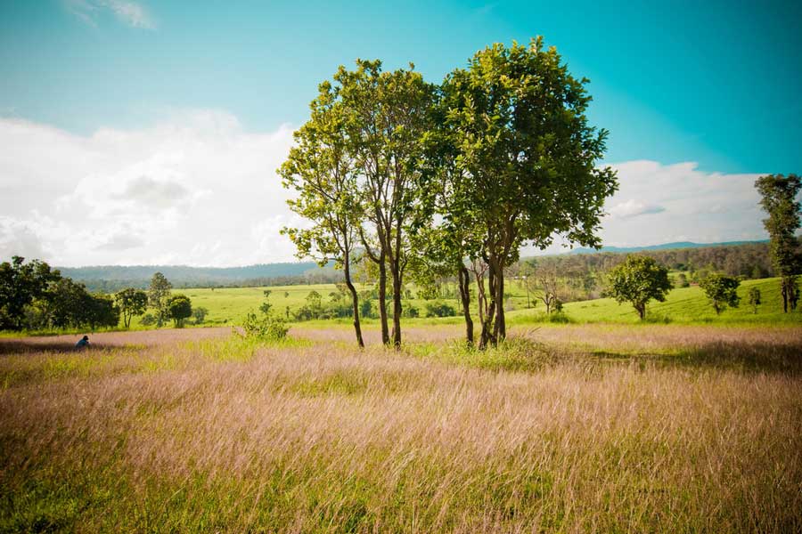 La bellezza del Thung Salaeng all'estate
