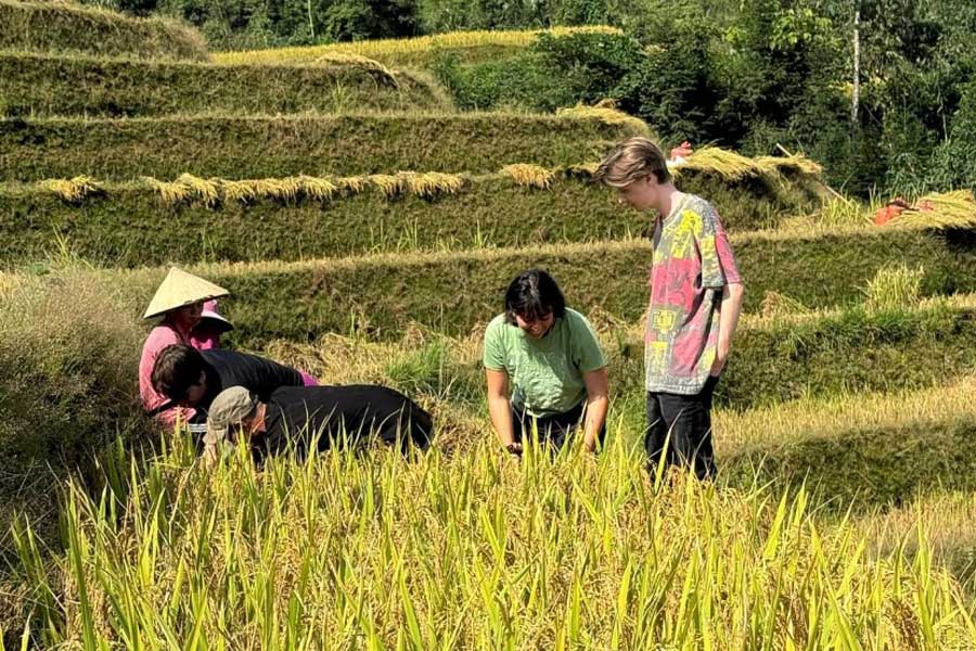 Partecipa a un tour di semina o raccolta del riso
