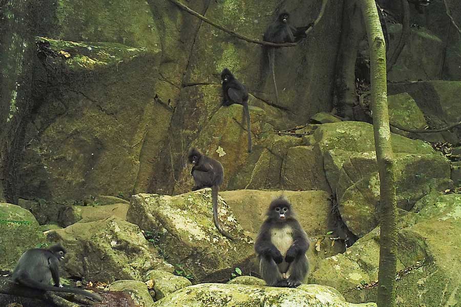 I animali selvatici