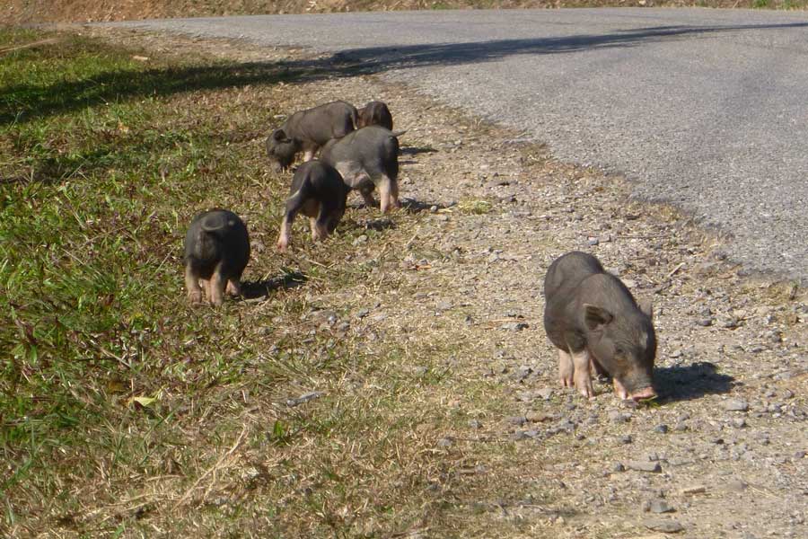 Gli animali rari