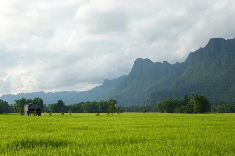 Vaste risaie in Laos