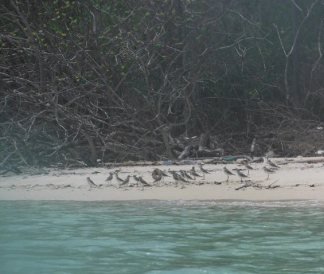 Dawei Princess