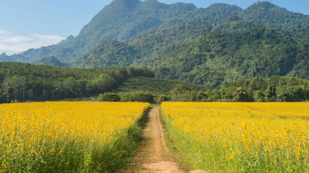 Chiang Rai - Doi Mae Salong - Triangolo d'Oro - Chiang Rai