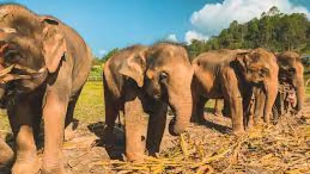 Chiang Mai - Elephant Nature Park Tour collettivo con guida parlante inglese