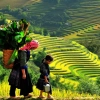 5 LUOGHI PER AMMIRARE LE PIÙ BELLE RISAIE MATURE DEL VIETNAM