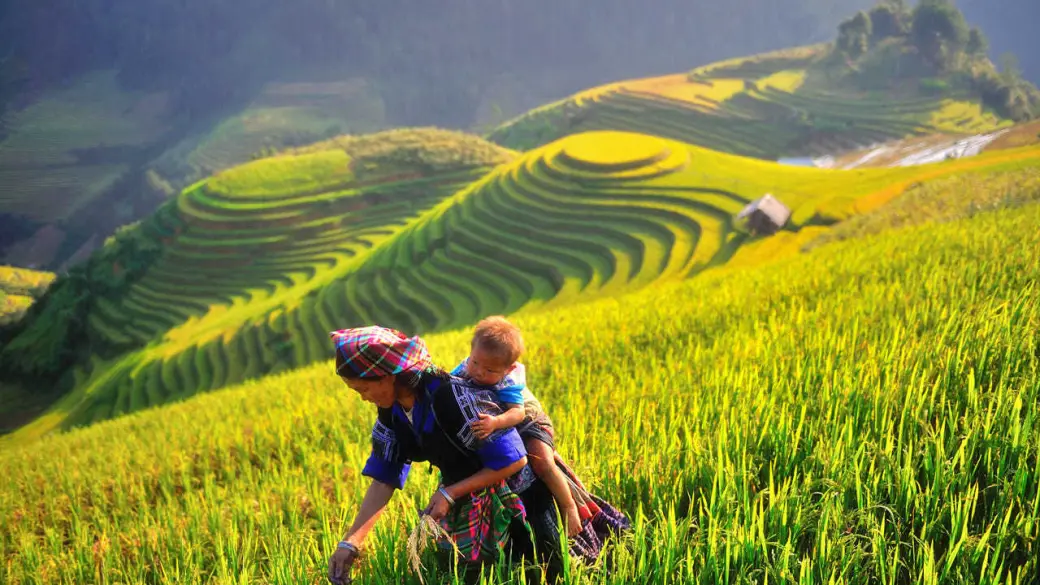 Mu Cang Chai - Sapa