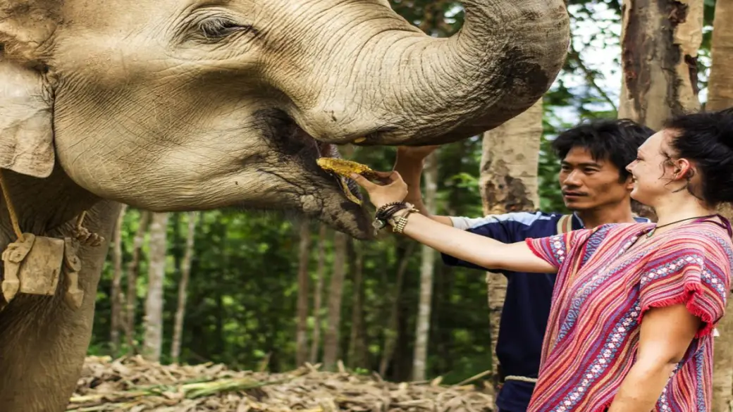 Chiang Mai - Santuario degli elefanti nella giungla