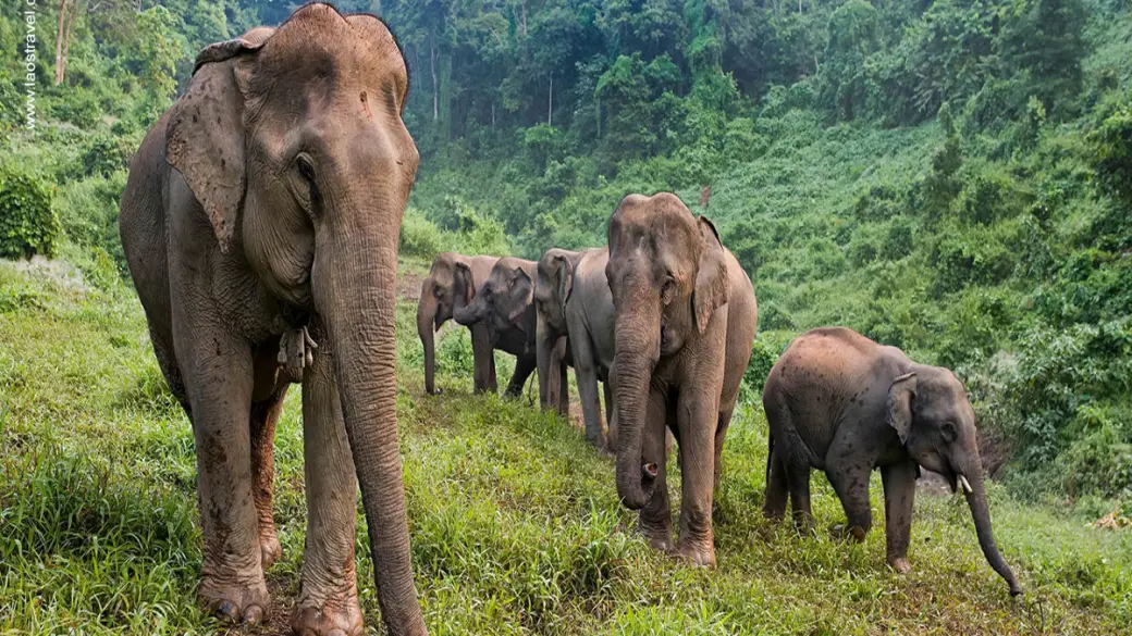 Luang Prabang - Elephant Village - Kuang Si