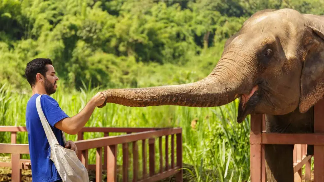 Chiang Mai - Elephant Jungle Sanctuary