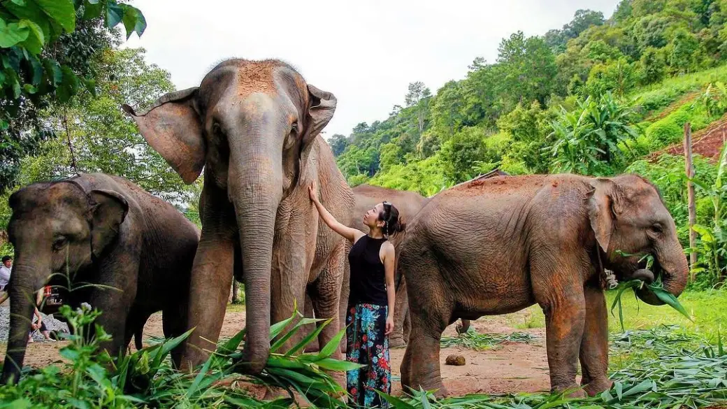 Chiang Mai - Elephant Jungle Sanctuary