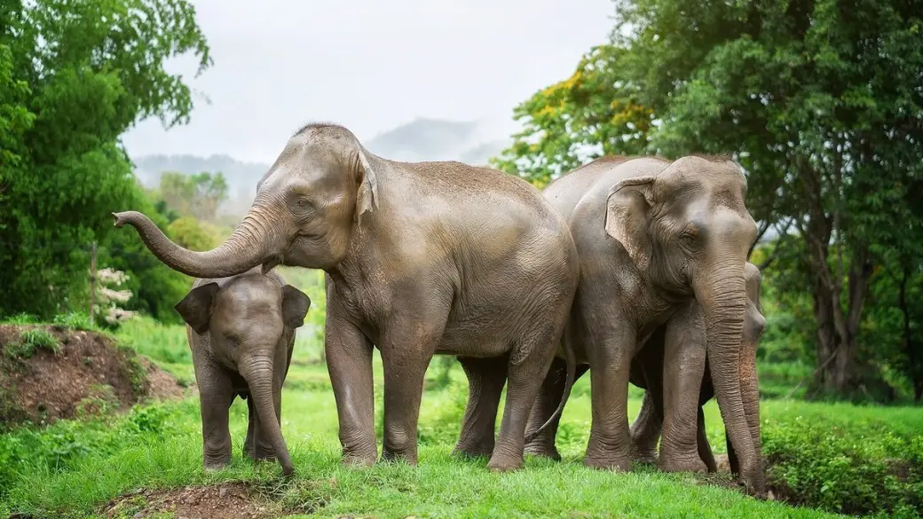 Chiang Mai - Elephant Jungle Sanctuary