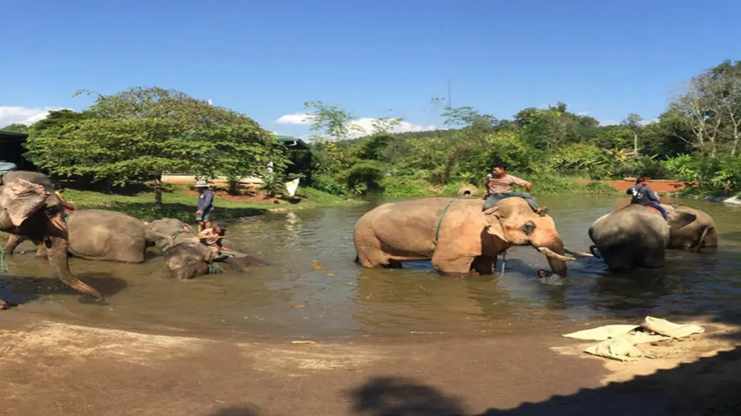 Escursione a Chiang Mai al Parco naturale degli elefanti