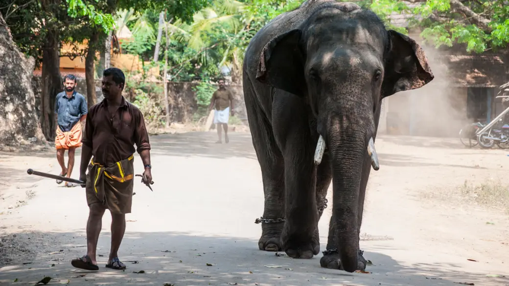 Esperienza Mahout all'Elephant Village Camp