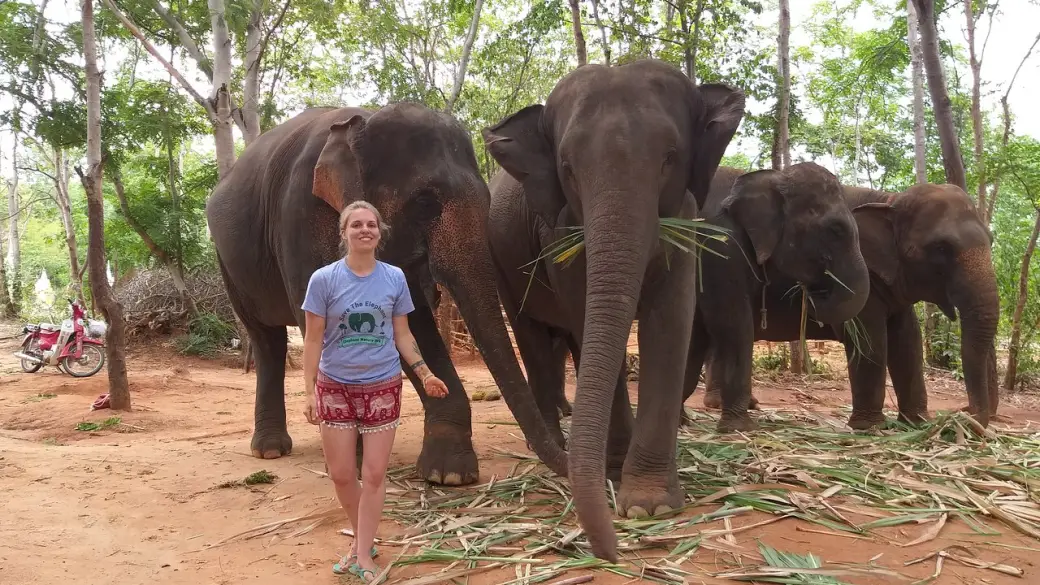 Chiang Mai - Santuario della giungla degli elefanti Tour collettivo con guida parlante inglese