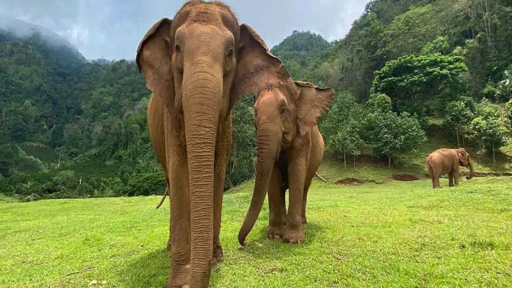 Chiang Mai - Elephant Jungle Sanctuary - Chiang Mai Tour di gruppo con guida inglese
