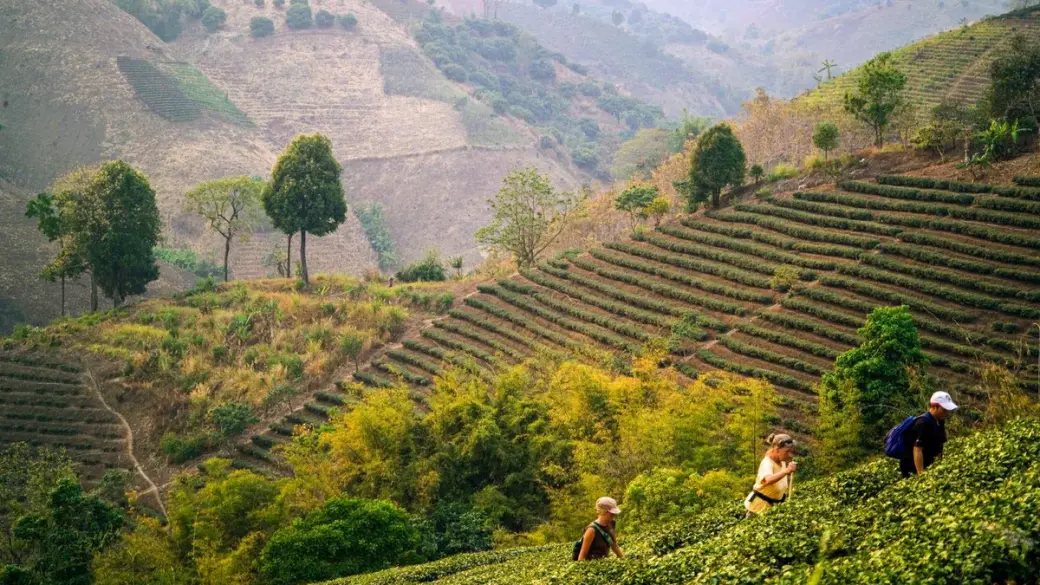 Chiang Rai - Doi Mae Salong - Triangolo d'Oro - Visita il villaggio dei Karen dal collo lungo - Chiang Rai