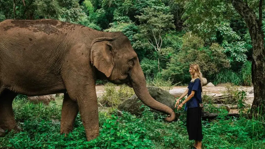 Chiang Mai - Santuario degli elefanti nella giungla - Chiang Mai Tour di gruppo con guida parlante inglese