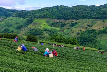 Chiang Rai - Doi Mae Salong - Triangolo d'Oro - Chiang Rai (B)