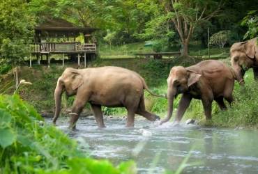 Chiang Mai - Volo per Surat Thani - Khao Sok (B)
